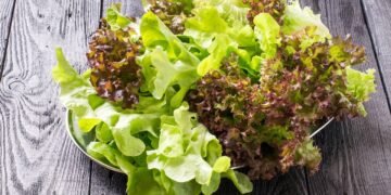 Sua alface parece perdida? Veja o que a água gelada pode fazer em minutos