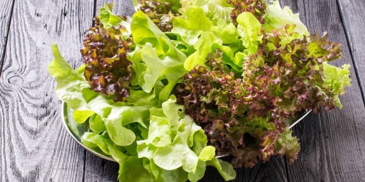 Sua alface parece perdida? Veja o que a água gelada pode fazer em minutos