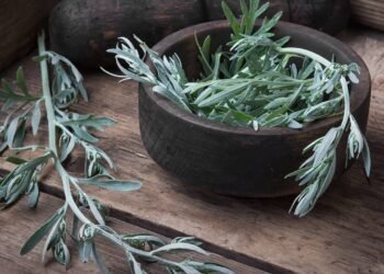 Como uma planta amarga pode melhorar a digestão lenta e reduzir sensação de barriga pesada