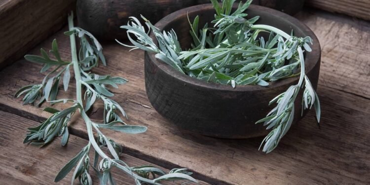 osna, uma planta tradicionalmente ligada ao alívio de desconfortos digestivos - Créditos: depositphotos.com / Nikolay_Donetsk