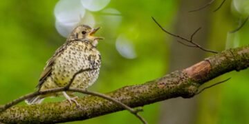 Por que o canto dos pássaros acalma o cérebro?
