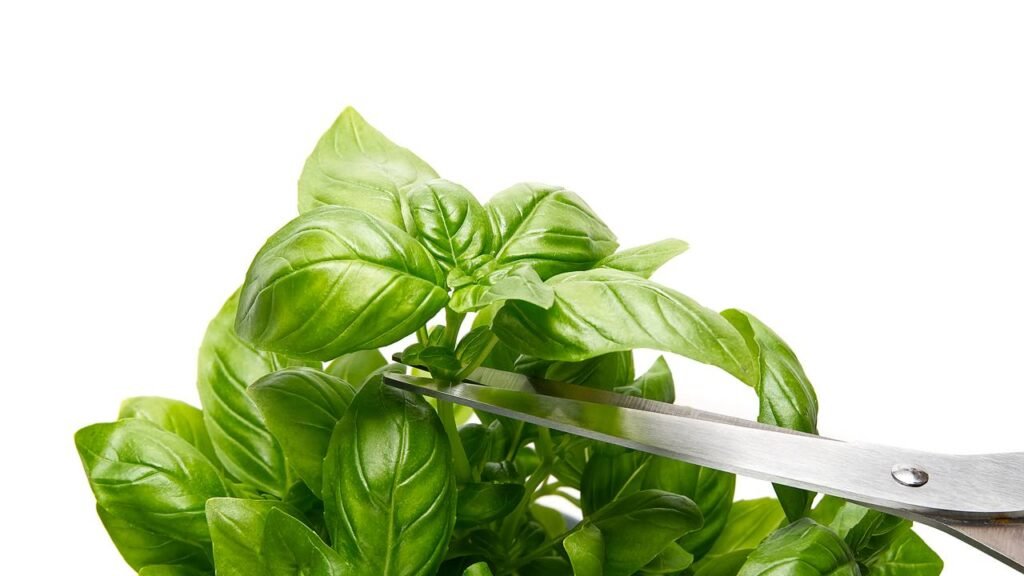 Seus óleos essenciais reduzem inflamações e equilibram todo o processo digestivo - Créditos: depositphotos.com / macniak