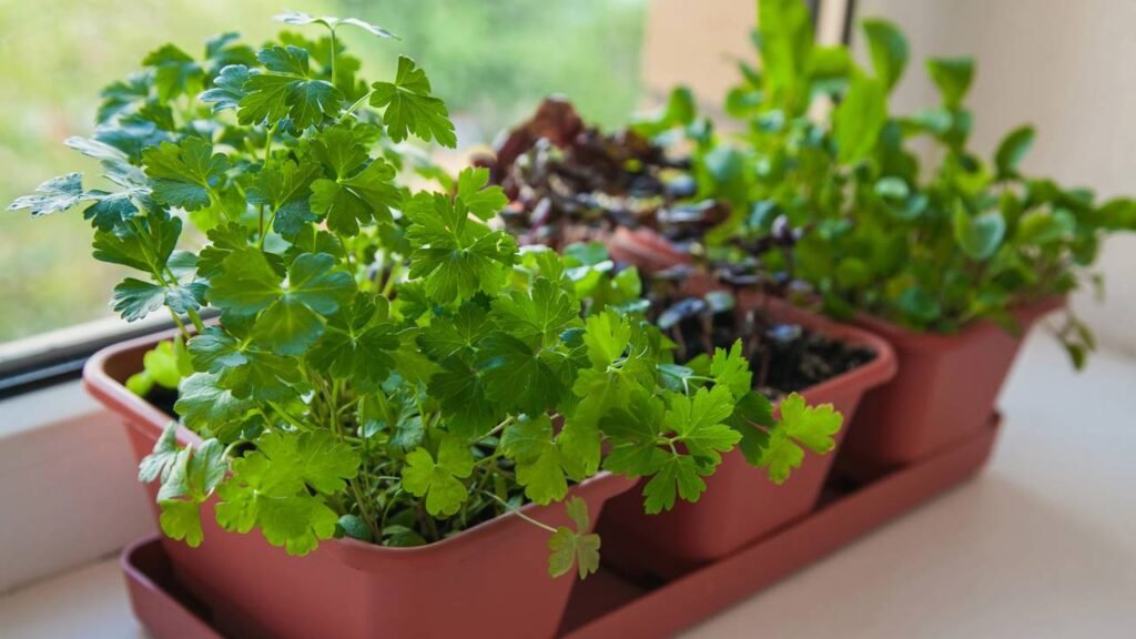 Como cultivar temperos em casa mesmo sem entender de jardinagem