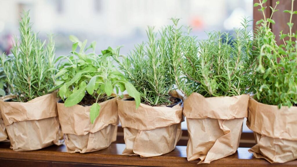 Como cultivar temperos em casa mesmo sem entender de jardinagem