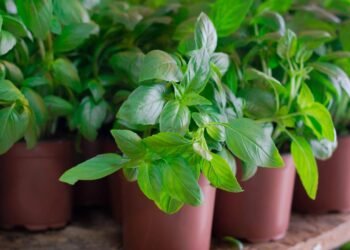 Depois que comecei a cultivar esse tempero, minha digestão mudou completamente