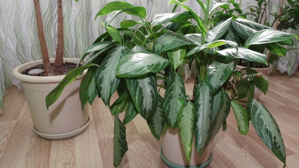 Comigo-ninguém-pode: beleza e risco em casa