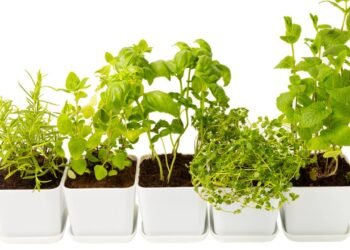 Essas ervas resistem ao sol forte e transformam qualquer canto quente em horta