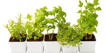 Essas ervas resistem ao sol forte e transformam qualquer canto quente em horta