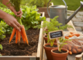 Plante cenouras hoje e colha em poucas semanas
