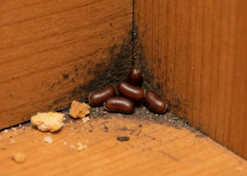 Eliminar ovos é a chave contra baratas