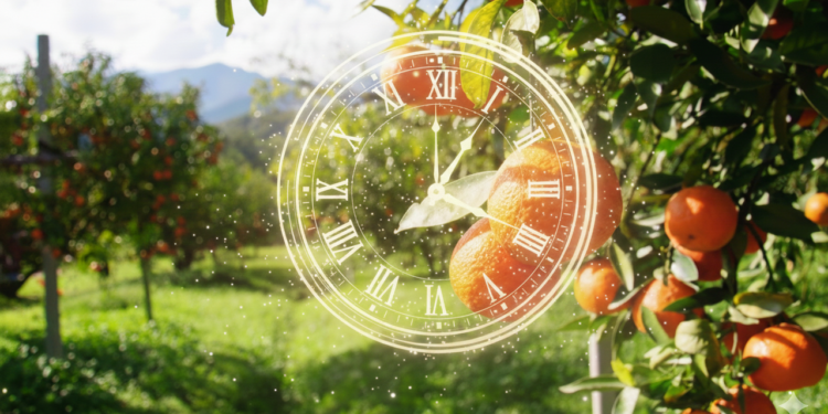 A prática que virou tendência entre quem cultiva laranjeira