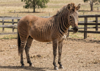 O zebróide mostra até onde vai a curiosidade humana com animais