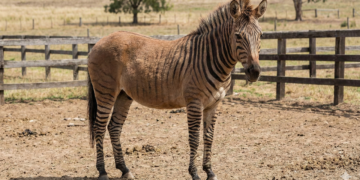 O zebróide mostra até onde vai a curiosidade humana com animais
