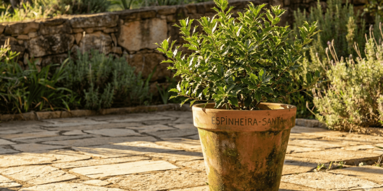 Quem nunca sentiu aquela queimação no estômago depois de uma refeição mais pesada e recorreu a um chá caseiro