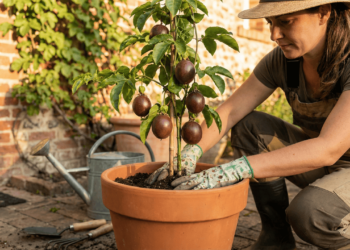 Aprenda a plantar maracujá no quintal e aproveite frutos fresquinhos o ano todo