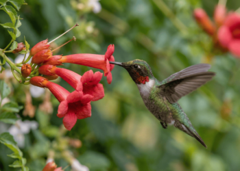 Flores tubulares que encantam beija-flores e deixam seu jardim cheio de vida