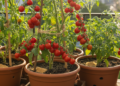 O detalhe simples que garante tomate o ano inteiro