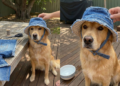 Não jogue fora o seu jeans velho, faça esse chapéu de verão para o seu cachorro