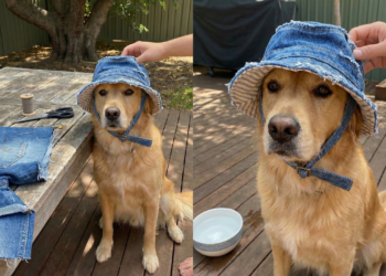 Não jogue fora o seu jeans velho, faça esse chapéu de verão para o seu cachorro