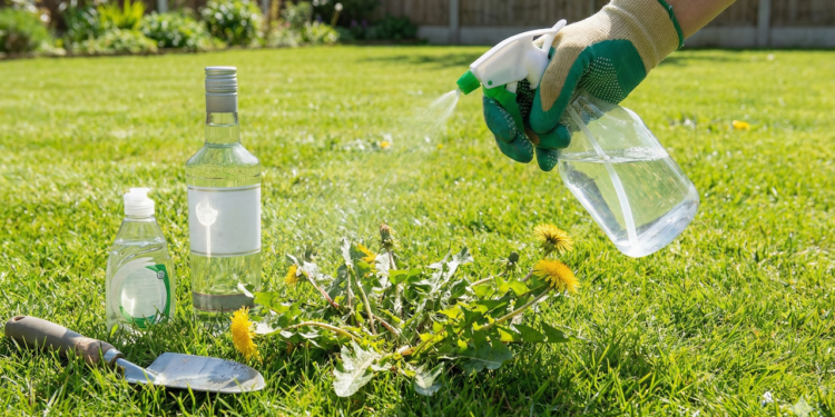 Vodka no jardim está dando o que falar