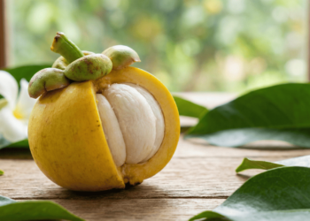 Como plantar mangostão amarelo em casa e ter frutos exóticos perfumados no quintal