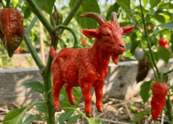 Gosta de pimenta? Aprenda a cultivar pimenta bode em vaso ou canteiro