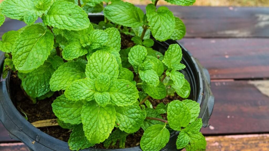 Essa planta simples pode aliviar sintomas da bronquite e você pode cultivar em casa