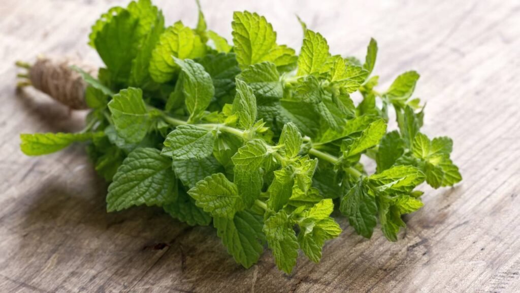 Essa planta simples pode aliviar sintomas da bronquite e você pode cultivar em casa