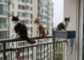 A legislação de proteção animal confirma: é proibido manter cães ou gatos permanentemente em terraços ou varandas