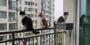A legislação de proteção animal confirma: é proibido manter cães ou gatos permanentemente em terraços ou varandas