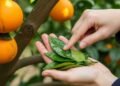 Folhas da laranjeira estão grudando? Cuidado, isso pode ser sinal de praga