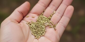 Essa semente simples alivia gases e inchaço melhor do que muita medicação