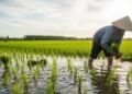 Índia ensina o mundo a produzir mais com menos ao criar peixe dentro de plantações de arroz e aumentar o lucro em até 70%