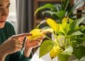 O que suas plantas revelam quando começam a amarelar sem motivo aparente