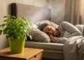 Quer dormir melhor e aliviar a mente? Talvez só falte essa planta no seu vaso