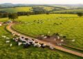 Fazenda em MG engorda 30 mil bois com resíduos agrícolas e gera energia para 700 mil casas com bagaço de cana