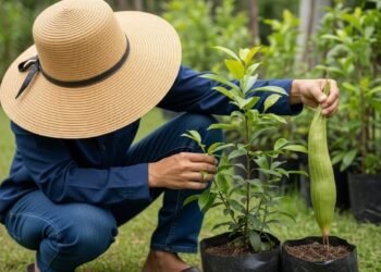 Parece mato, mas deixa sua boca dormente e pode ser usada nas receitas mais sofisticadas