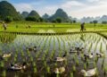 China solta 100 mil patos e peixes nos arrozais e prova que dá pra produzir mais sem agrotóxicos nem veneno no solo