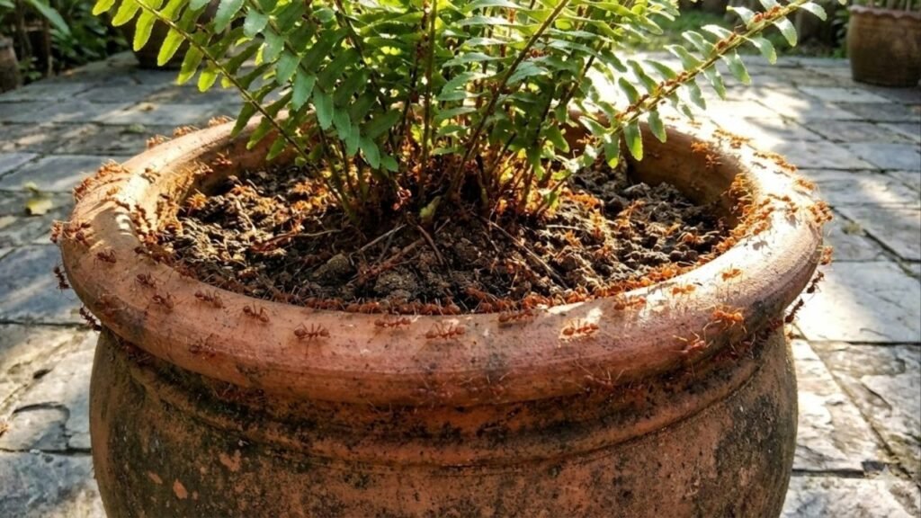 Como afastar formigas dos vasos com um borrifador natural e barato
