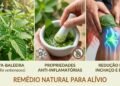 Essa folha brasileira é usada há gerações para aliviar dores e inchaços do corpo e cresce fácil em casa