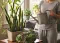 Como ter plantas bonitas em casa mesmo se você vive esquecendo de cuidar