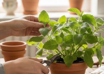 Enquanto outras ervas sofrem no verão, essa floresce com muita saúde e ainda cura