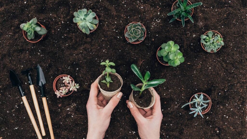 Como o excesso de sol pode travar completamente o crescimento da planta
