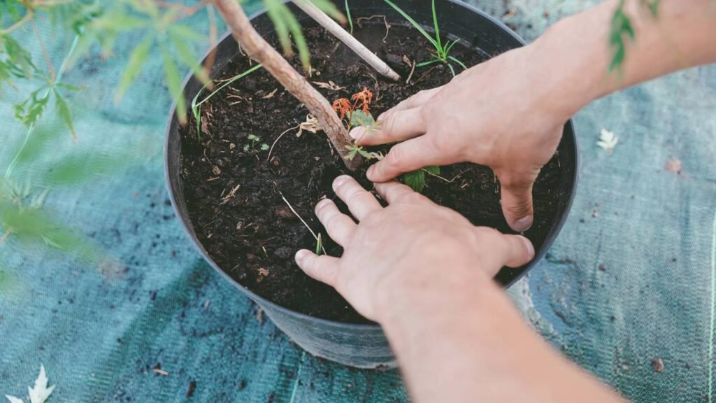 Quer começar a plantar? Esses 5 fundamentos garantem cultivo saudável