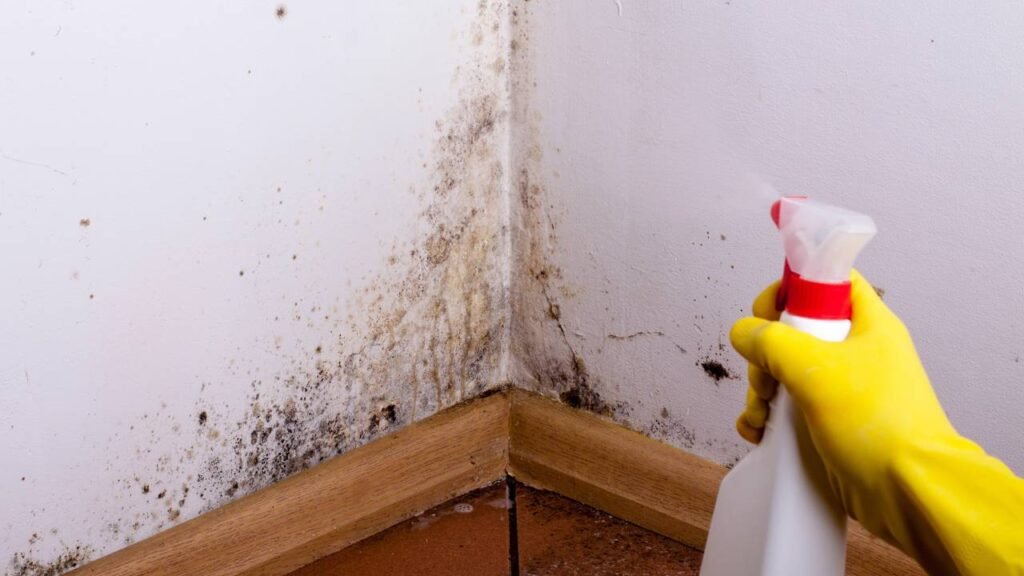 O vilão silencioso do verão que pode estar se espalhando pelos seus móveis agora