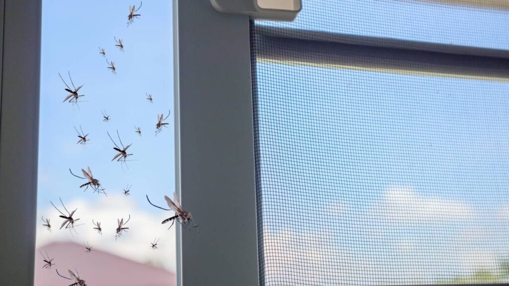 Como evitar que mosquitinhos dominem sua casa durante o calor do verão