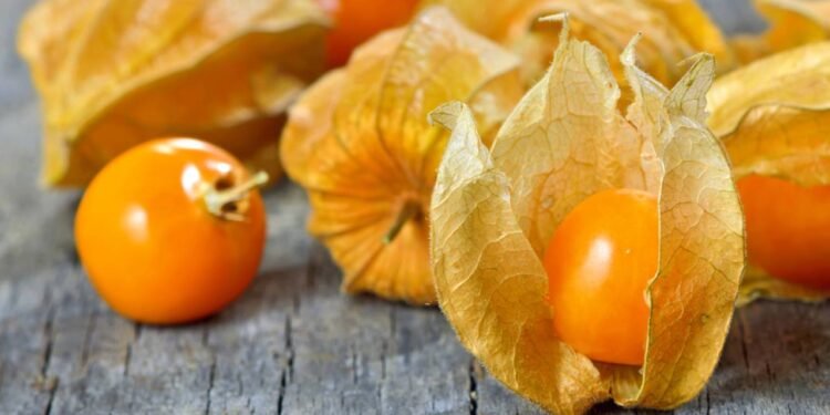physalis, também chamada de camapum, juá-de-capote ou tomate-de-capucho - Créditos: depositphotos.com / jordache