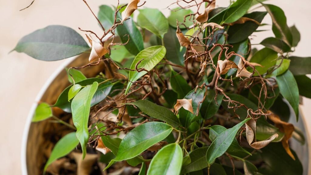 Como saber se a planta está realmente com sede ou só sofrendo com o calor