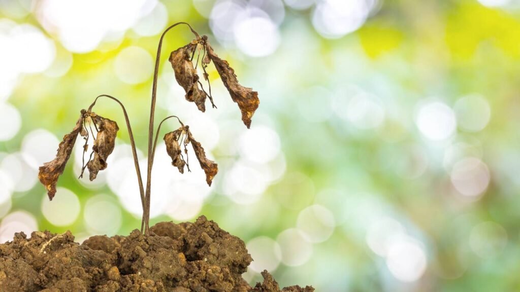 Sua planta murchou mesmo com a terra molhada? O que isso realmente significa