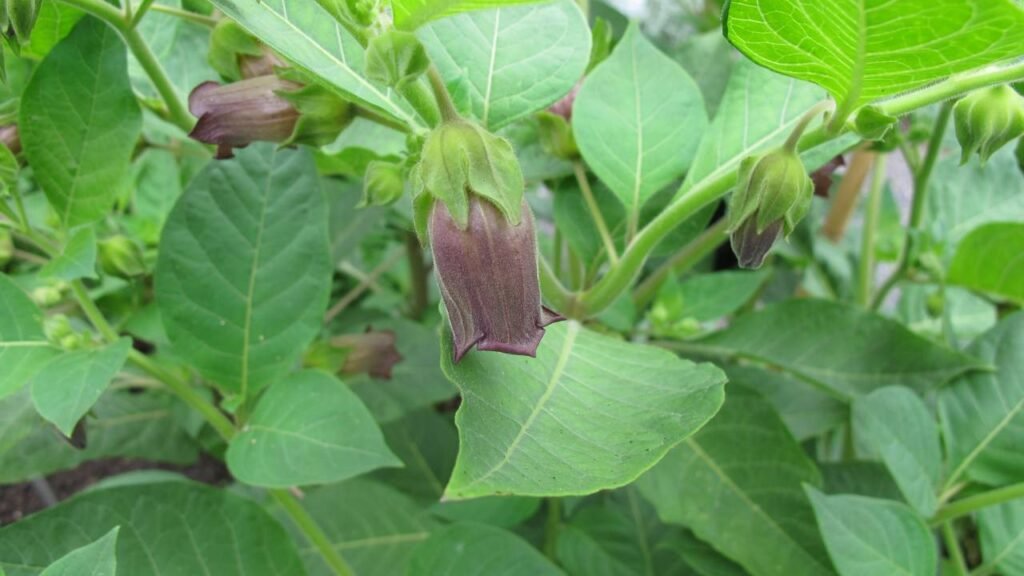 Família quase vai parar no hospital por confundir planta tóxica com hortaliça comestível